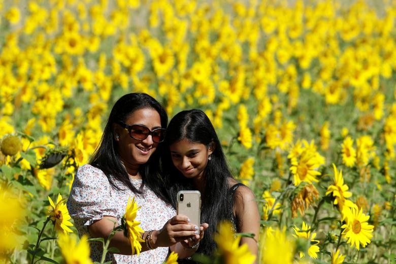 People take a selfie in a field of sunflowers in Chorleywood, Britain. REUTERS/Paul Childs